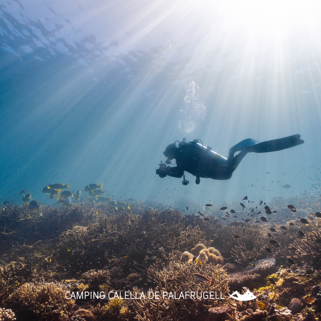 Plongée sous-marine : Une expérience inoubliable dans les fonds marins de la Costa Brava